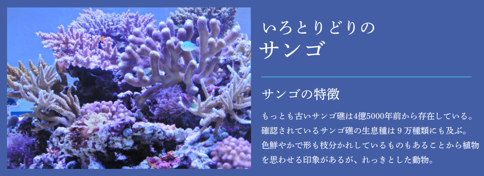 サンゴ展