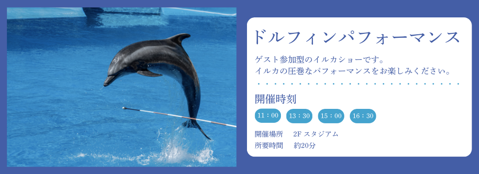 イルカショー