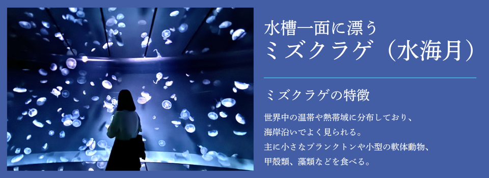 クラゲの水槽