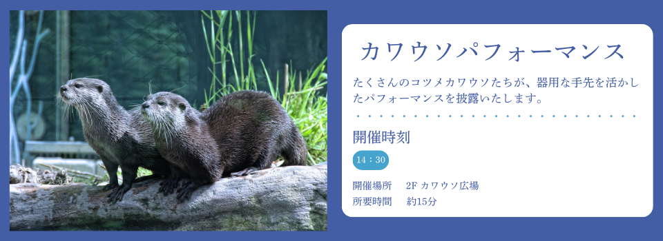 カワウソショー