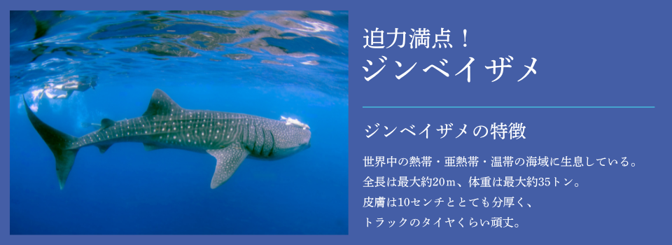 アクアゲート