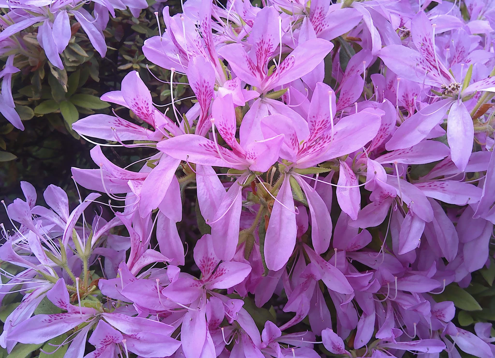 花車