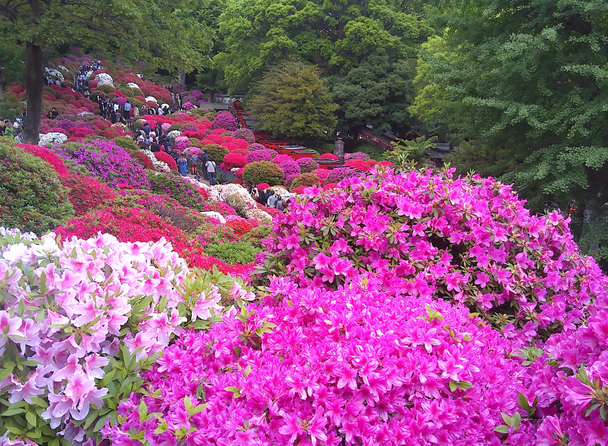 ピンクの躑躅