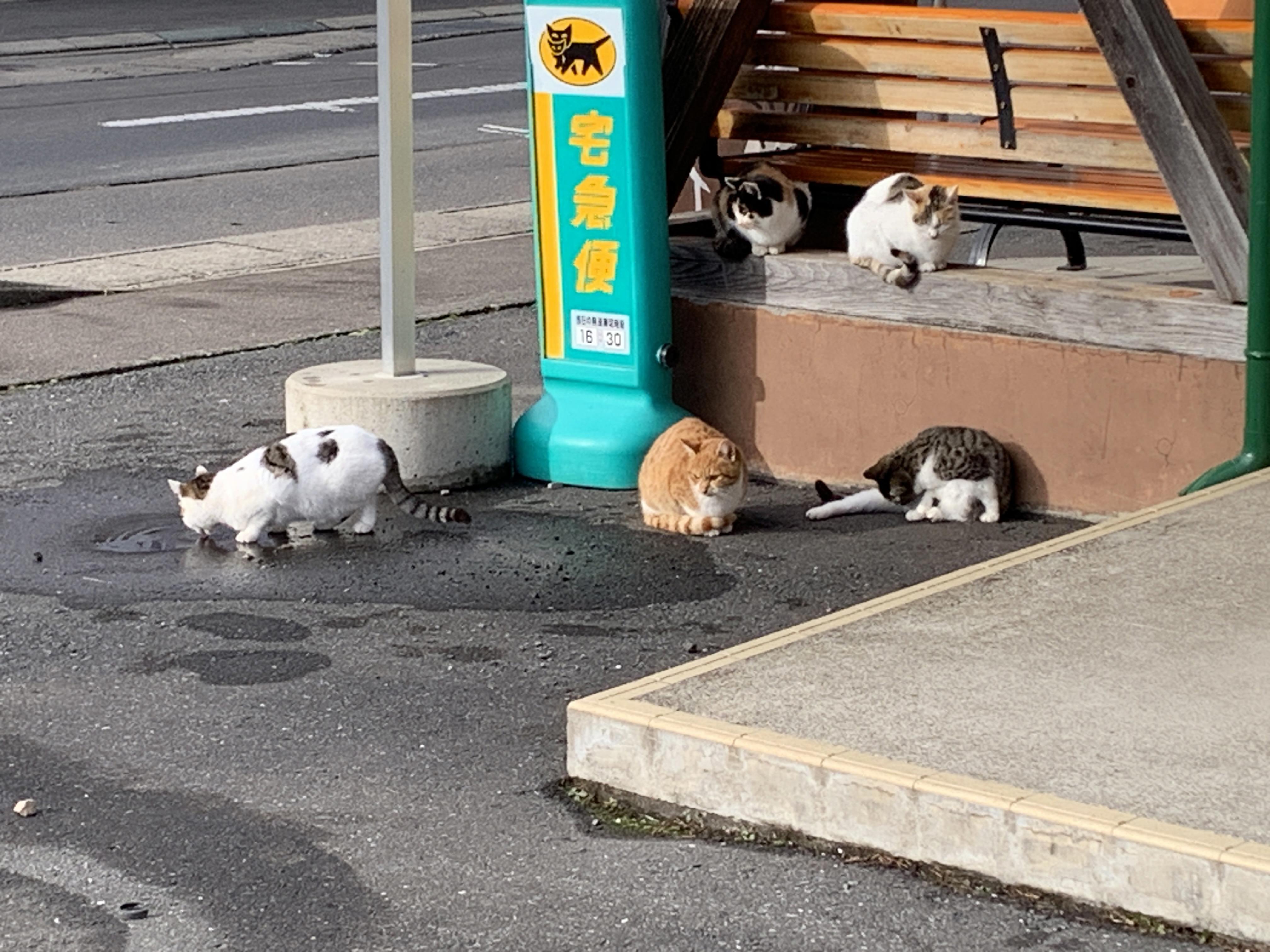 猫