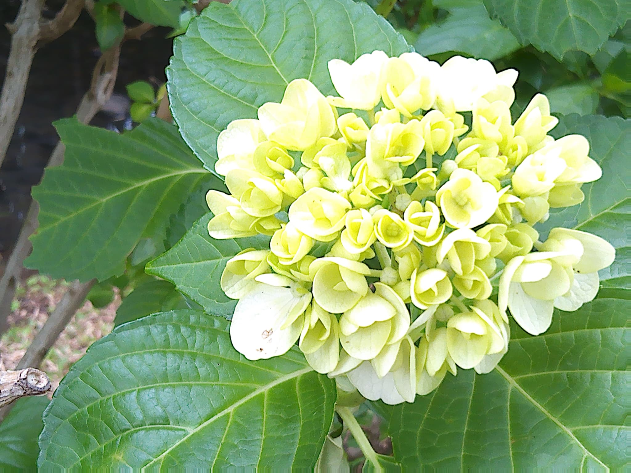 花